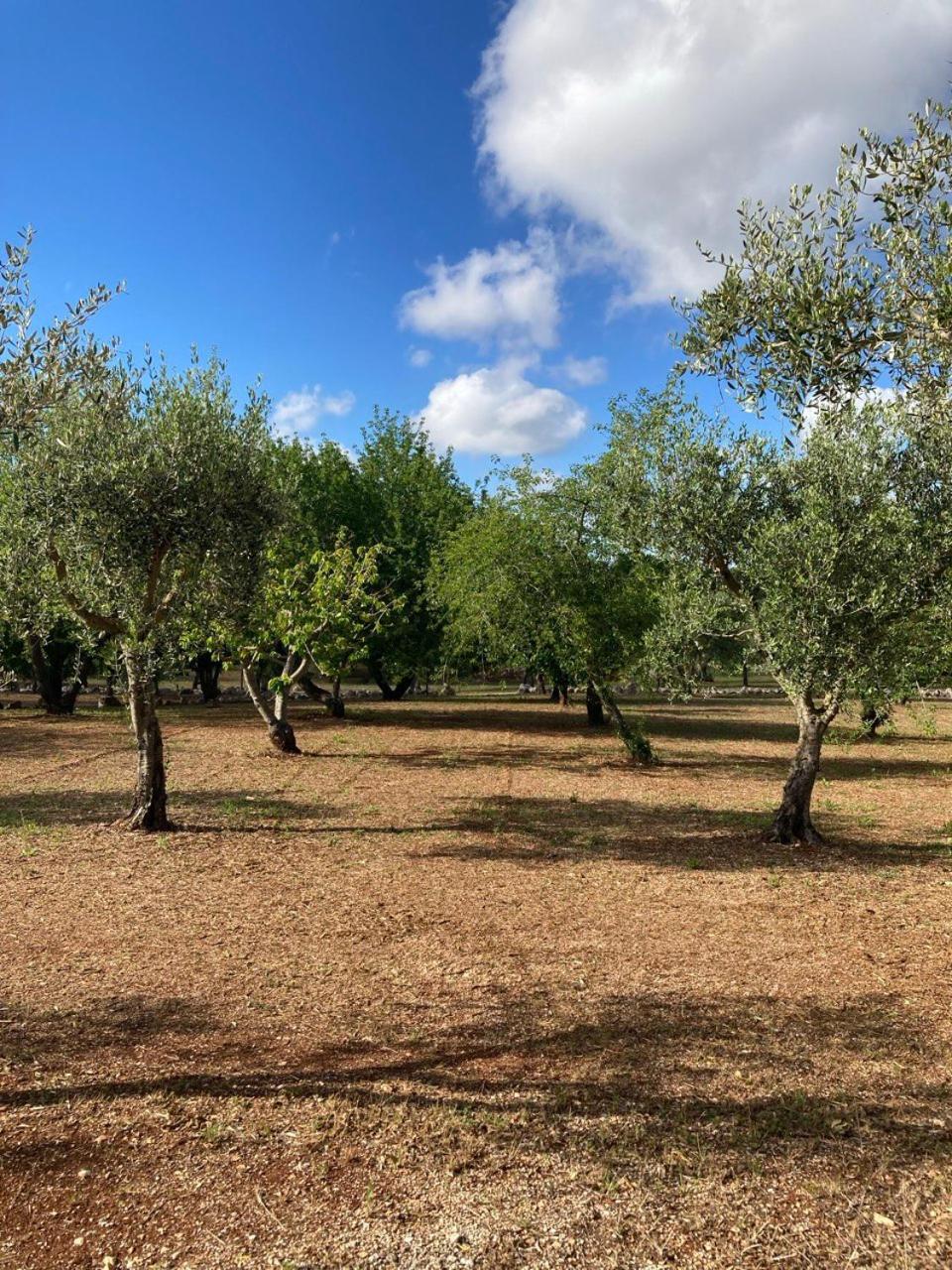 Antica Tenuta Dei Trulli By Qualitravel アルベロベッロ エクステリア 写真